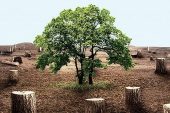 Yılbaşı Ağaçları İçin Kritik Uyarı: 10 Yıla Kadar Hapis Cezası