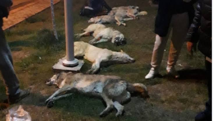 &nbsp; Sokak köpeklerine Ankara’da zehirli tavuk vererek zehirlenmelerine neden olan